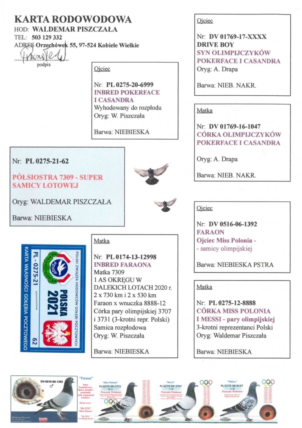 WALDEMAR PISZCZAŁA | PÓŁSIOSTRA SUPER SAMICY LOTOWEJ "7309" / INBRED "POKERFACE" I "CASANDRA" A. DRAPA X INBRED "FARAON"