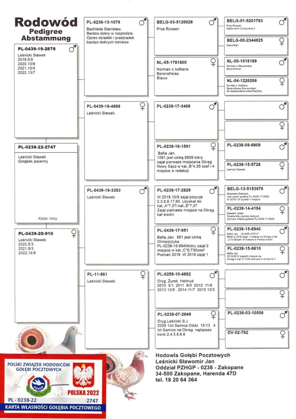 | WNUK NAJLEPSZEGO GOŁĘBIA ROZPŁODOWEGO HODOWLI "1079" | SYN LOTNICZKI "910" - 2022R - 8KONK. - JEST ONA WNUCZKĄ SUPER LOTNIKA "LAKI LUK 2829" - 8AS POLSKI W KAT. B 2020R |