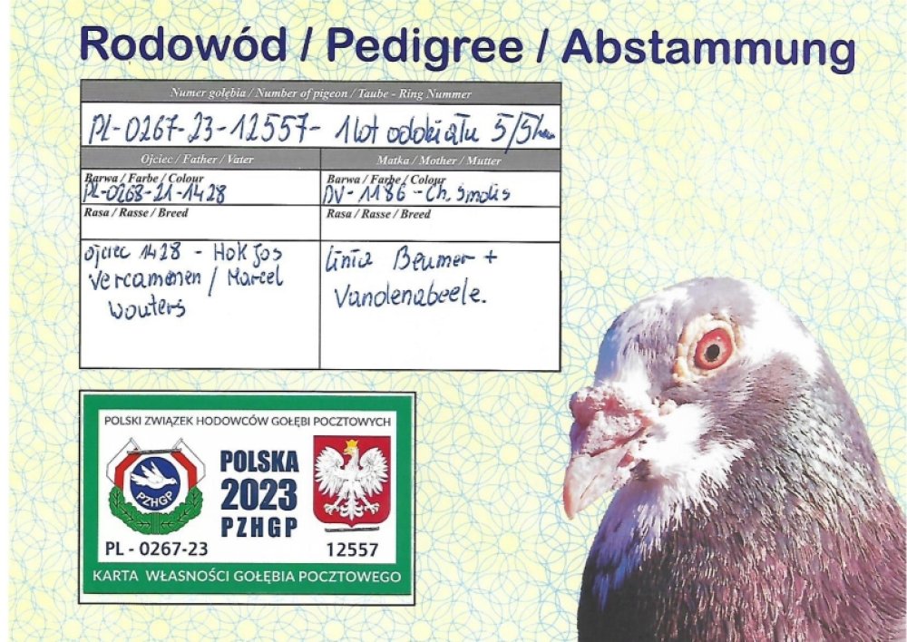| MŁODY LOTOWANY SAMIEC - 5/5KONK. | NAJLEPSZY MŁODY LOTNIK ODDZIAŁU WOŁCZYN 2023! | DZIECKO SAMICY ROZPŁODOWEJ "1186" ORG. CHRISTOPH SMOLIS | DZIECKO ROZPŁODOWCA "1428" ORG. KOSTORZ J. - ŻÓŁKIEWICZ R. - VERCAMMEN X MARCEL WOUTERS |