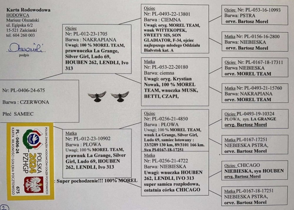 | 100% MOREL TEAM - SYN ROZPŁODOWCA "1705" - PRAWNUK "LA GRANGE" / "HOUBEN 262" / "LENDLI" / "SILVER GIRL" | SYN SAMICY ROZPŁODOWEJ "10902" - PRAWNUCZKA "LA GRANGE" / "HOUBEN 262" / "LENDLI" / "IVO 313" |
