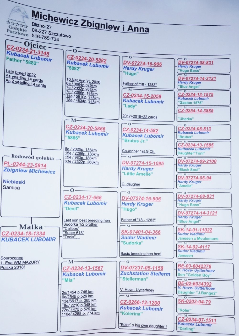 | ANNA & ZBIGNIEW MICHEWICZ | CÓRKA BAZOWEJ SAMICY ROZPŁODOWEJ HODOWLI "1334" ORG. LUBOMIR KUBACEK - PEŁNA SIOSTRA 1ASA WG MAZURY 2018R / WYDAŁA WIELE BARDZO DOBRYCH LOTNIKÓW - JEST ONA WNUCZKĄ SUPER ROZPŁODOWCA "HUGO" HARDY KRUGER I SAMICY ROZPŁODOWEJ "SUDORKA" !! | CÓRKA ROZPŁODOWCA "3145" ORG. LUBOMIR KUBACEK - WNUK SUPER ROZPŁODOWCA "HUGO" HARDY KRUGER / WNUK SUPER LOTNIKA "BRUTUS JR" |