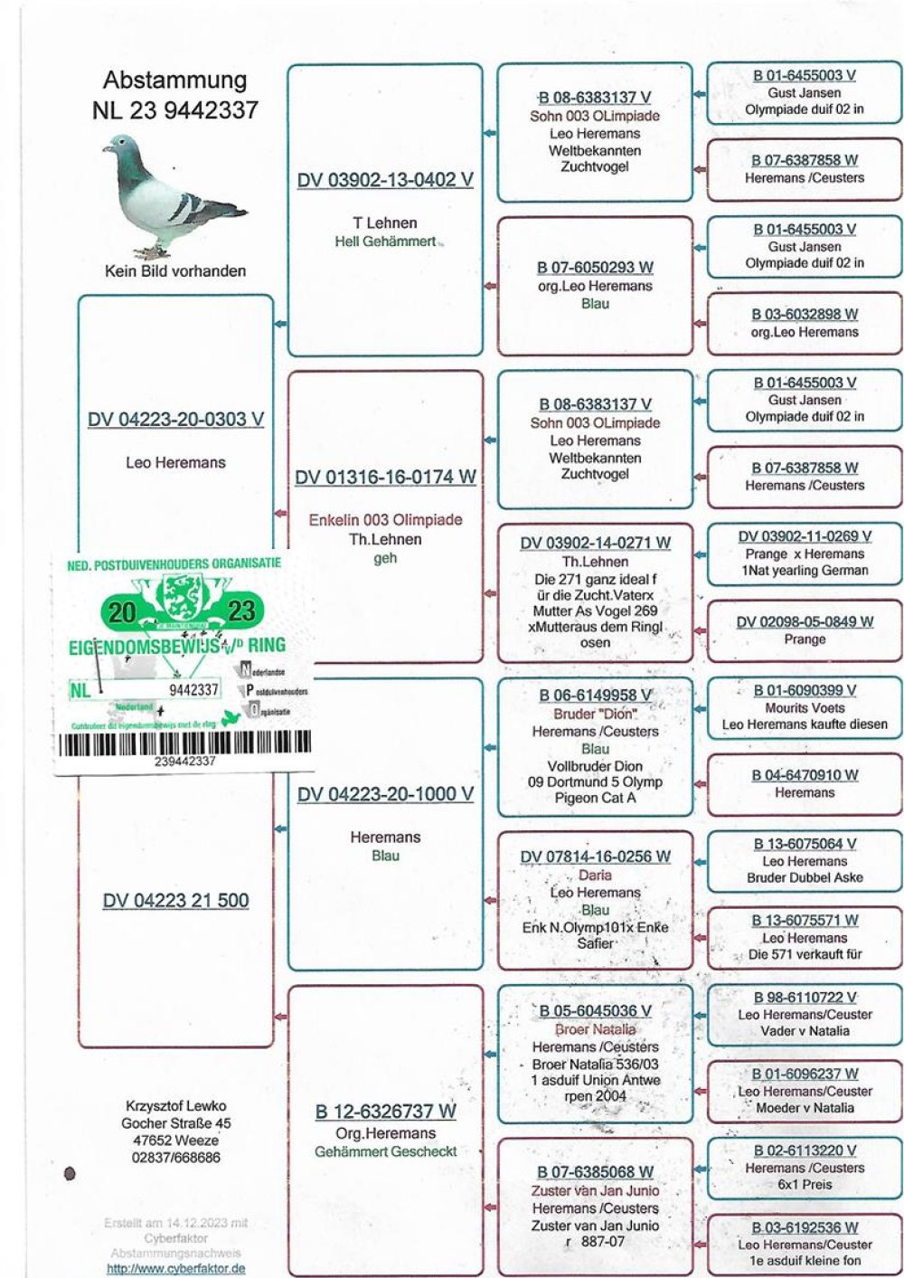 | SYN ROZPŁODOWCA "303" LEO HEREMANS - GOŁĄB Z POKREWIEŃSTWA SŁYNNEGO "OLYMPIADE 003" - WNUK X WNUCZKA! | SYN SAMICY ROZPŁODOWEJ "500" - JEST ONA WNUCZKĄ DWÓCH SUPER GOŁĘBI ROZPŁODOWYCH: "6149958" HEREMANS / CEUSTERS - JEST ON BRATEM OLIMPIJCZYKA "DION" - KAT. SPORT A OLIMPIADA DORTUMND / "6045036" - JEST ON PEŁNYM BRATEM KAPITALNEJ LOTNICZKI "NATALIA" LEO HEREMANS |
