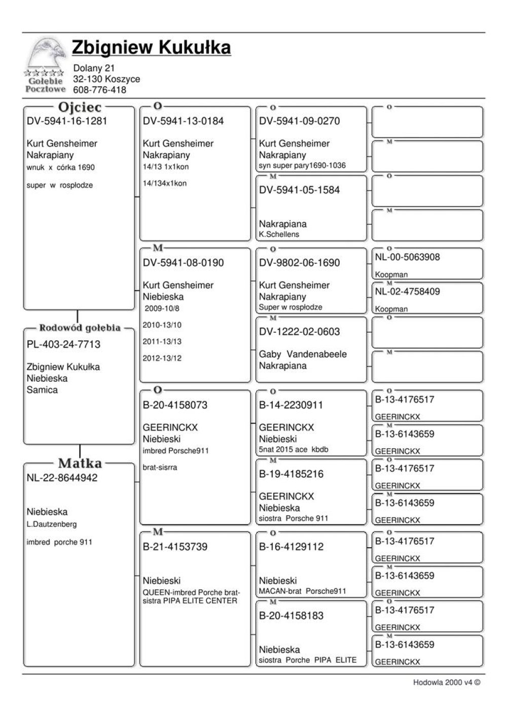 | MŁODA LOTOWANA SAMICA "7713" - CÓRKA BARDZO DOBREGO SAMCA ROZPŁODOWEGO "1281" ORG. KURT GENSHEIMER - JEST ON SYNEM DWÓCH WSPANIAŁYCH LOTNIKÓW HODOWLI KURT GENSHEIMER - "190" - 43KONKURSY/4LATA! / "184" - M.IN.: 5X 1KONKURS - 13/14KONK! | CÓRKA SAMICY ROZPŁODOWEJ "942" ORG. LEON DAUTZENBERG - INBRED "PORSCHE 911" |