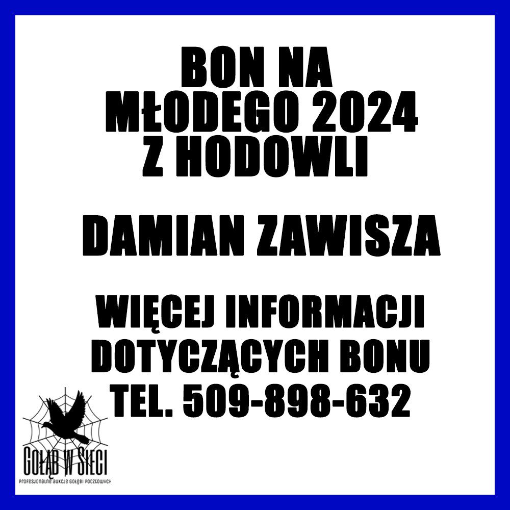 DAMIAN ZAWISZA - 2