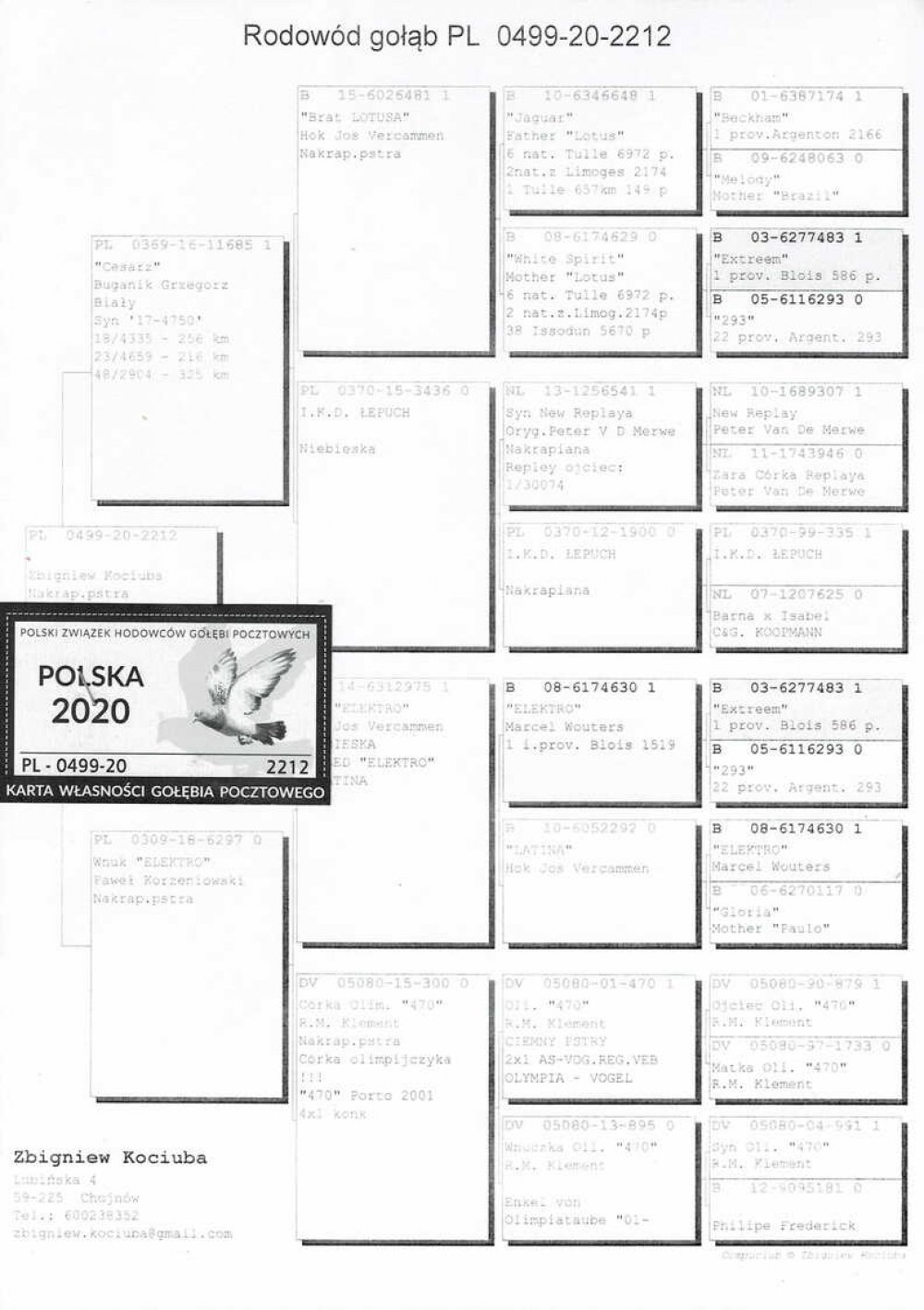 | ORG. ZBIGNIEW KOCIUBA | WNUK "ELEKTRO" X "CESARZ" | WNUK "481" - BRAT "LOTUSA" H. & J. VERCAMMEN | JEJ DZIECI M.IN.: 7, 8, 21, 24, 52.. |