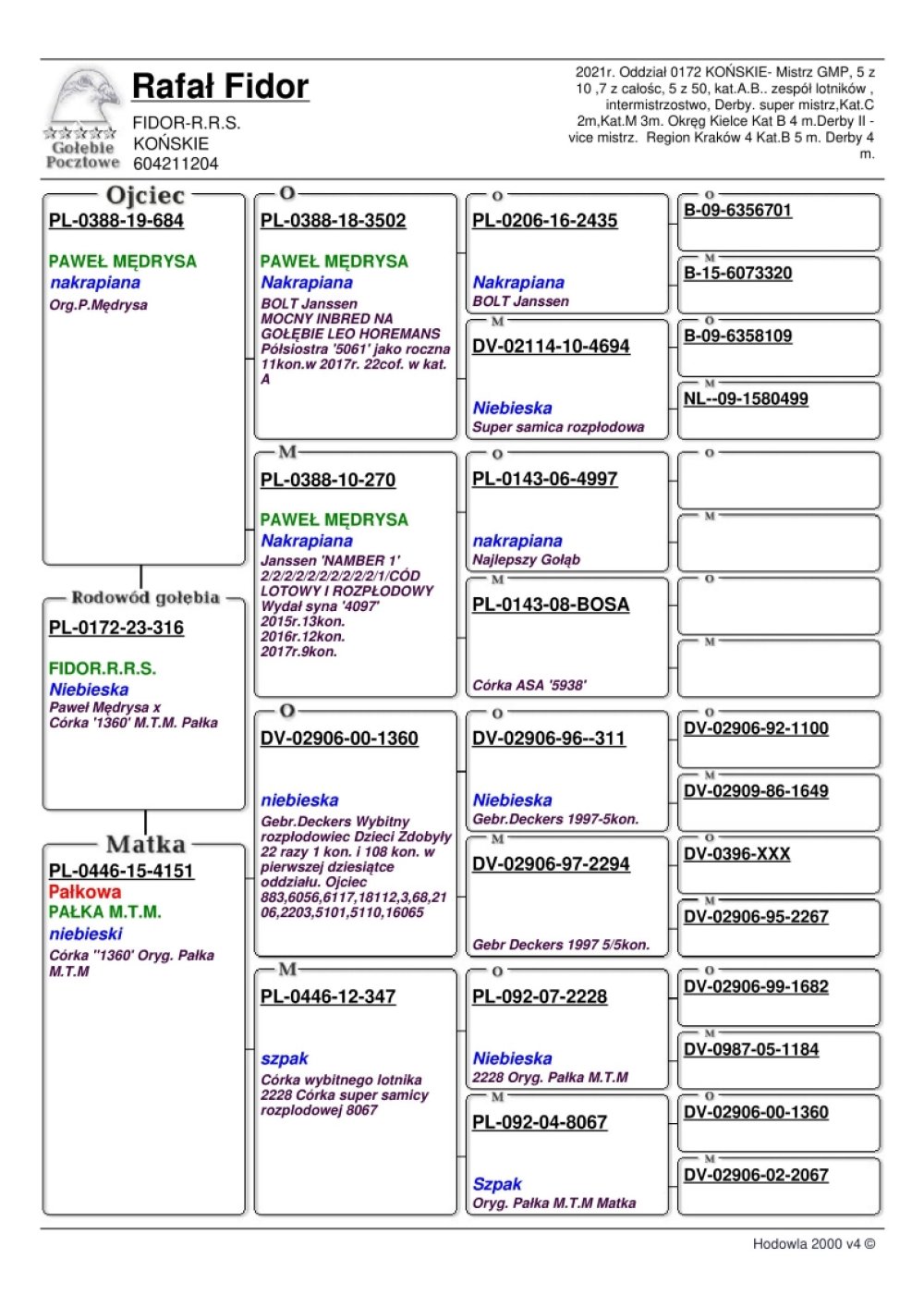 | WNUK SUPER GOŁĘBIA ROZPŁODOWEGO "1360" ORG. PAŁKA M. T. M. | DZIECKO ROZPŁODOWCA "684" ORG. PAWEŁ MĘDRYSA - JEST ON SYNEM WYBITNEJ LOTNICZKI I SAMICY ROZPŁODOWEJ "270" |
