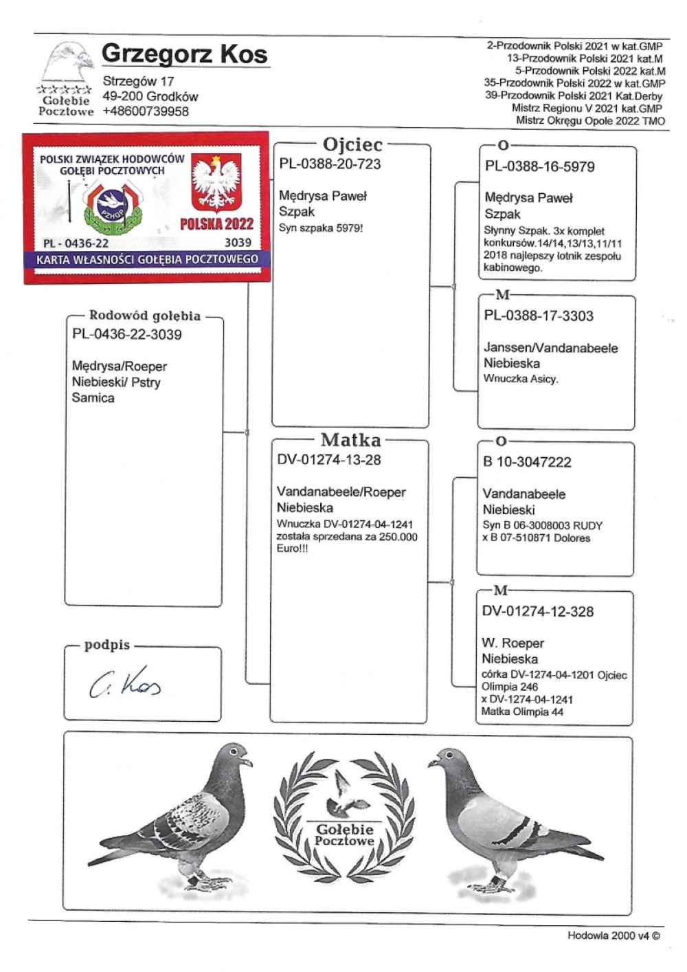 | AGNIESZKA & GRZEGORZ KOS | WNUCZKA SUPER LOTNIKA "SZYMEL 5979" ORG. PAWEŁ MĘDRYSA - 38KONK/3LATA! | CÓRKA SAMICY ROZPŁODOWEJ "28" VANDENABEELE / ROEPER - JEST ONA WNUCZKĄ "RUDY" VANDENABEELE |