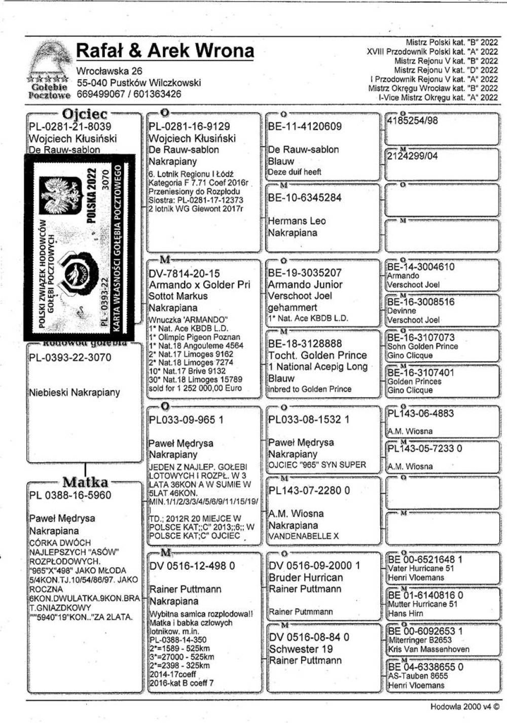 | CÓRKA "8039" ORG. W. KŁUSIŃSKI - JEST ON WNUKIEM "ARMANDO JUNIOR" JOEL VERSCHOOT | CÓRKA "5960" ORG. PAWEŁ MĘDRYSA - JEST ONA CÓRKĄ DWÓCH ASÓW ROZPŁODOWYCH "965" X "498" |