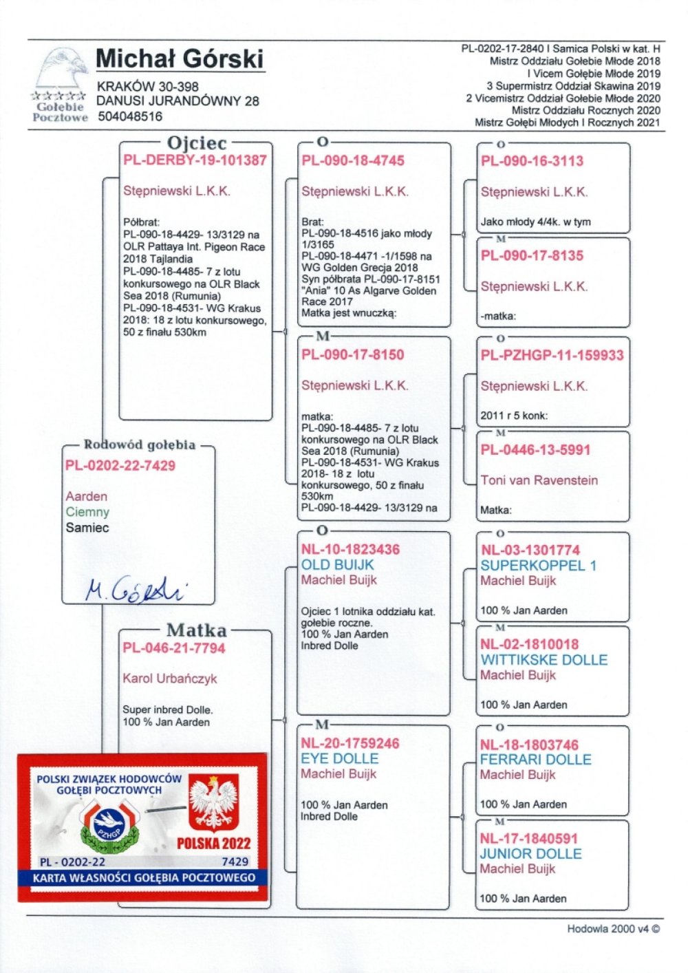 | SYN "7794" ORG. K. URBAŃCZYK - INBRED "DOLLE" JAN ARDEN | WNUK "8150" ORG. STĘPNIEWSKI L. K. K. - WYDAŁA BARDZO DOBRE LOTNIKI NA WSPÓLNYCH GOŁĘBNIKACH! |