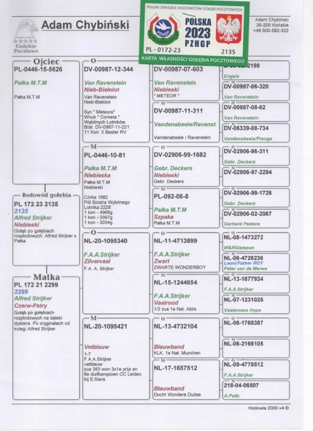 | CÓRKA ROZPŁODOWCA "5626" ORG. PAŁKA M. T. M. - WNUK SŁYNNEGO "METEOR 603" VAN RAVENSTEIN / WNUK ROZPŁODOWCA "1682" GEBR. DECKERS | CÓRKA SAMICY ROZPŁODOWEJ "2299" - 100% ALFRED STRIJKER |