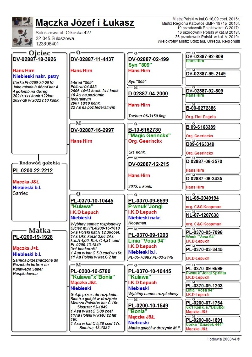 | WNUK NAJLEPSZEGO GOŁĘBIA ROZPŁODOWEGO HODOWLI "KULAWA" ORG. I. K. D. ŁEPUCH | WNUK "4437" - INBRED "809" HANS HIRN |