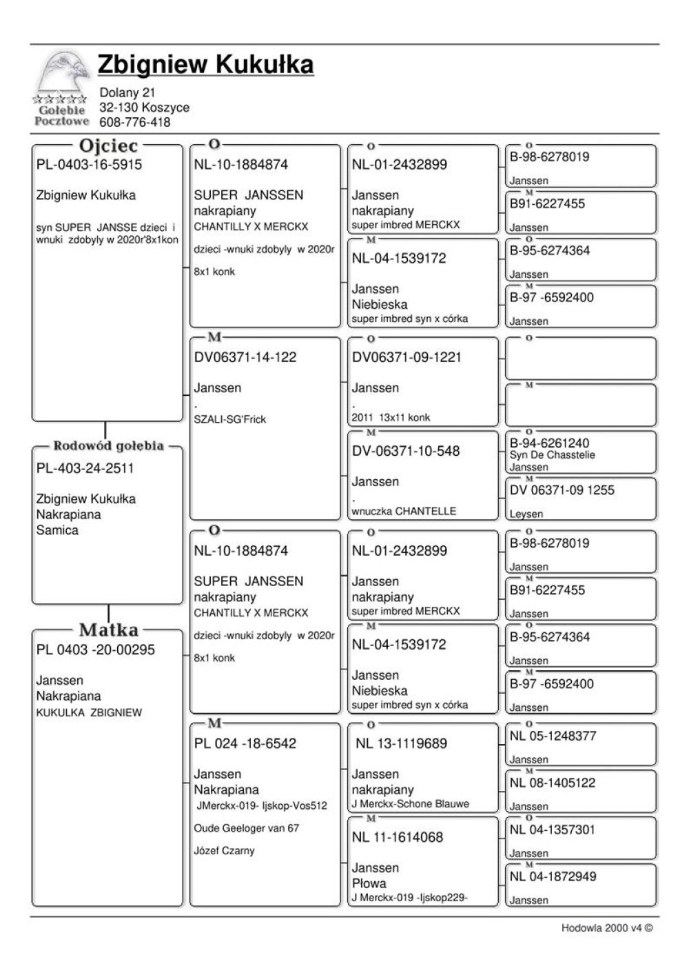 | MŁODA LOTOWANA SAMICA "2511" - INBRED/WNUCZKA NAJLEPSZEGO GOŁĘBIA HODOWLI - WSPANIAŁEGO SAMCA ROZPŁODOWEGO "SUPER JANSSEN 874" - SYN X CÓRKA! | WNUCZKA SAMICY ROZPŁODOWEJ "6542" ORG. BRACIA CZARNY - LINIA GOŁĘBI JANSSEN "MERCKX " / "019" !! | WNUCZKA SAMICY ROZPŁDOWEJ "DV 122" - SCHALI ORG. SG. FRICK |