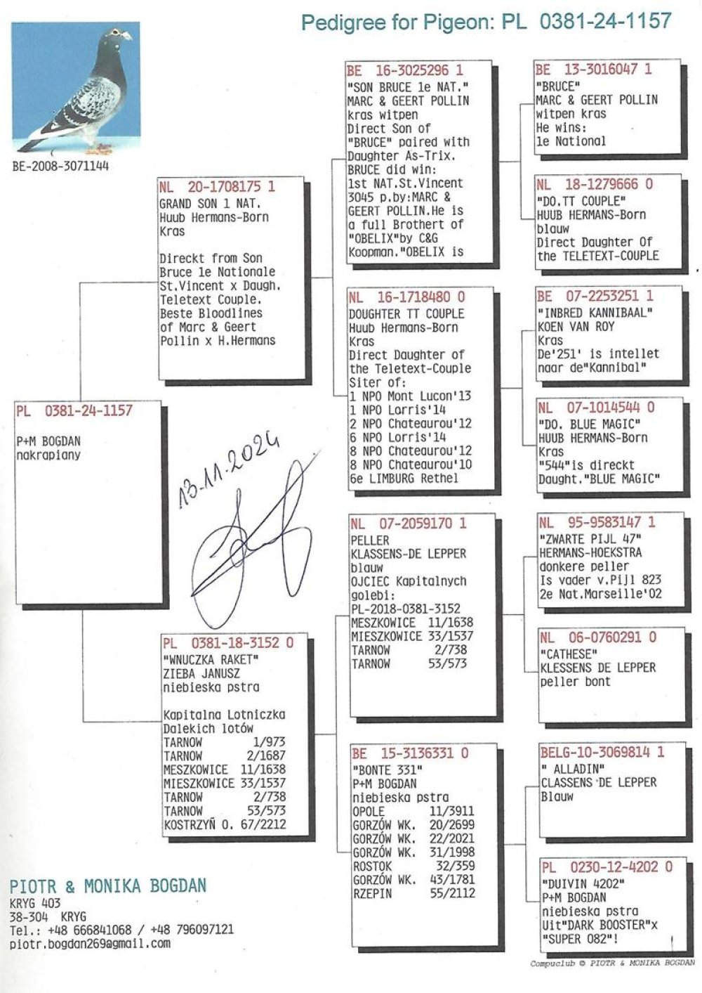 | DZIECKO ROZPŁODOWCA "175" ORG. HUUB HERMANS - JEST ON WNUKIEM ZWYCIĘZCY LOTU NARODOWEGO "BRUCE" ORG. MARC & GEERT POLLIN | WNUK SUPER SAMICY ROZPŁODOWEJ "480" ORG. HUUB HERMANS - WYWODZI SIĘ Z ŁĄCZENIA "INBRED KANNIBAAL X CÓRKA BLUE MAGIC" !! | DZIECKO SUPER LOTNICZKI I SAMICY ROZPŁODOWEJ "3152" ORG. JANUSZ ZIEBA - WNUCZKA "ALLADIN" CLASSENS DE LEPPER / WNUCZKA "ZWARTE PIJL 47" ORG. HERMANS - HOEKSTRA |
