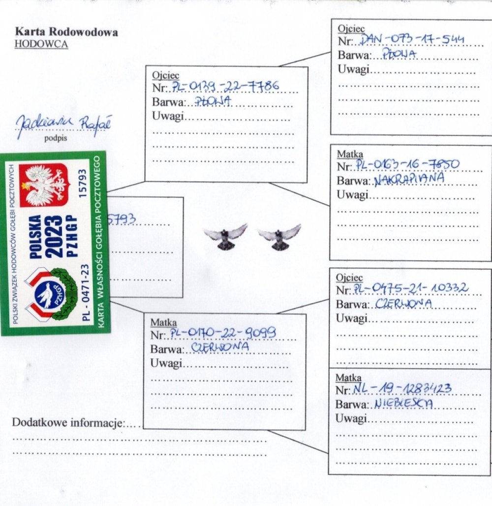 | ORG. JACKIEWICZ RAFAŁ - 0170 KAZIMIERZA WIELKA | II V-CE MISTRZ ODDZIAŁU KAZIMIERZA WIELKA - KAT. MISTRZ ROKU | PEŁNE RODZEŃSTWO 6 I 9 MŁODEGO LOTNIKA ODDZIAŁU 2023R | WNUCZKA "1283423" - INBERD "BLIKSEM" GABY VANDENABEELE - SYN X WNUCZKA! |