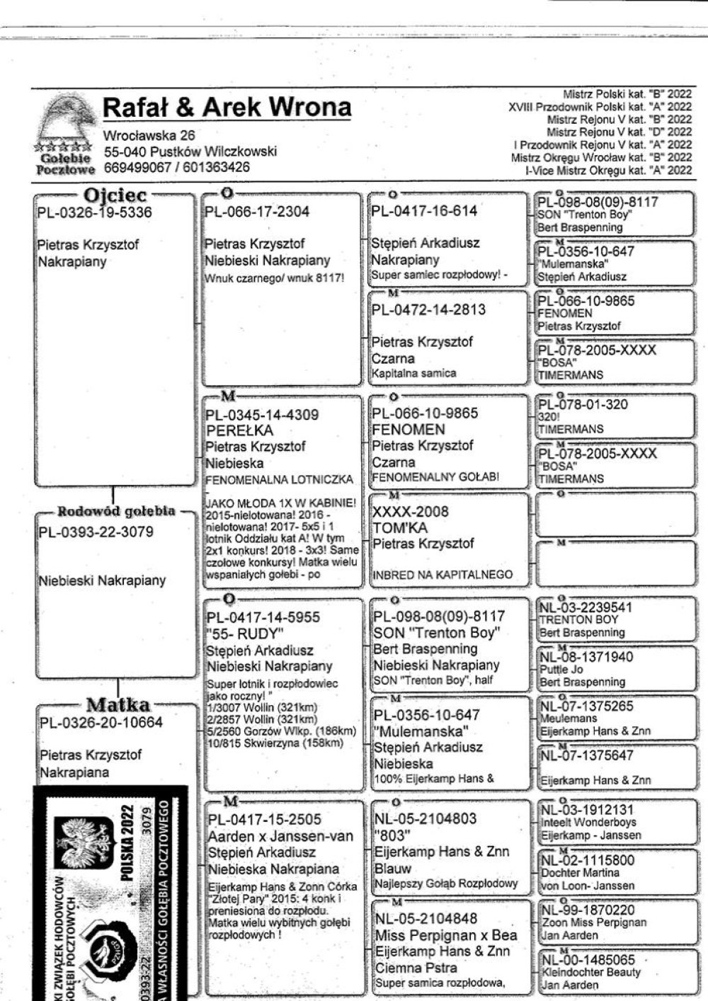 | WNUCZKA SUPER LOTNICZKI "PEREŁKA" ORG. KRZYSZTOF PIETRAS - M.IN.: 1, 1, 3, 3, 3... | WNUCZKA "RUDY 55" ORG. ARKADIUSZ STEPIEŃ - SUPER LOTNIK I ROZPŁODOWIEC - JAKO ROCZNY M.IN.: 1, 2, 5, 10.. |