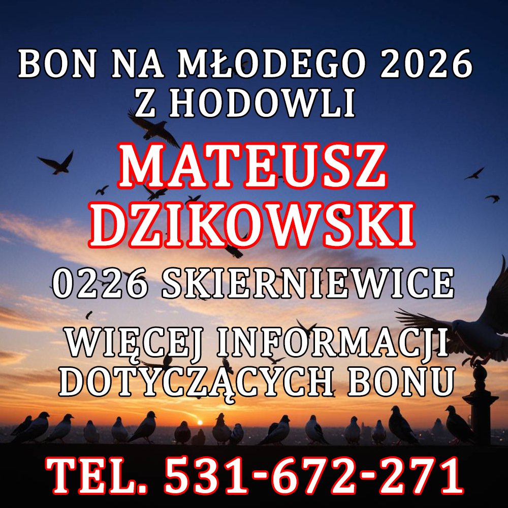 MATEUSZ DZIKOWSKI