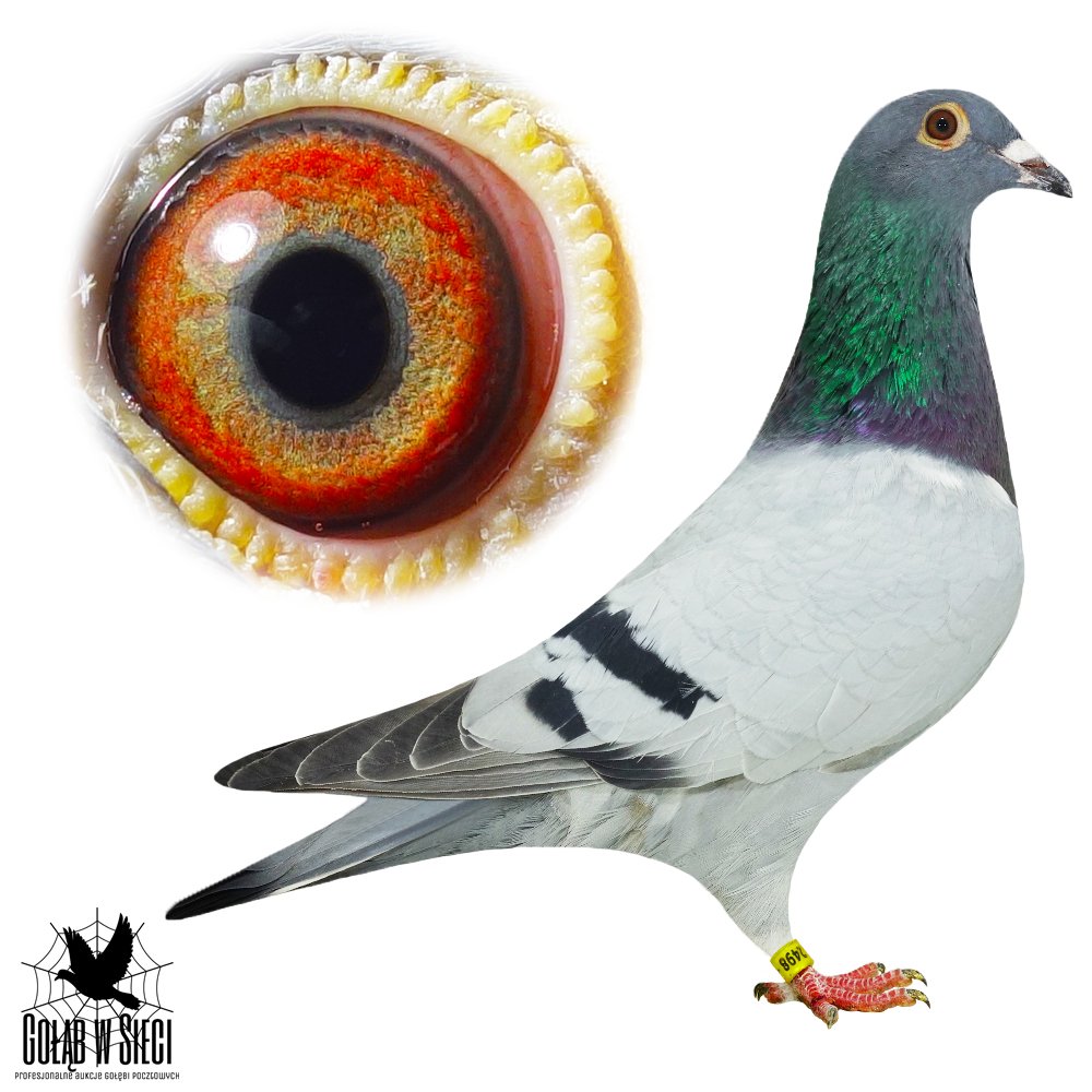 WNUK BAZOWEGO '4176'