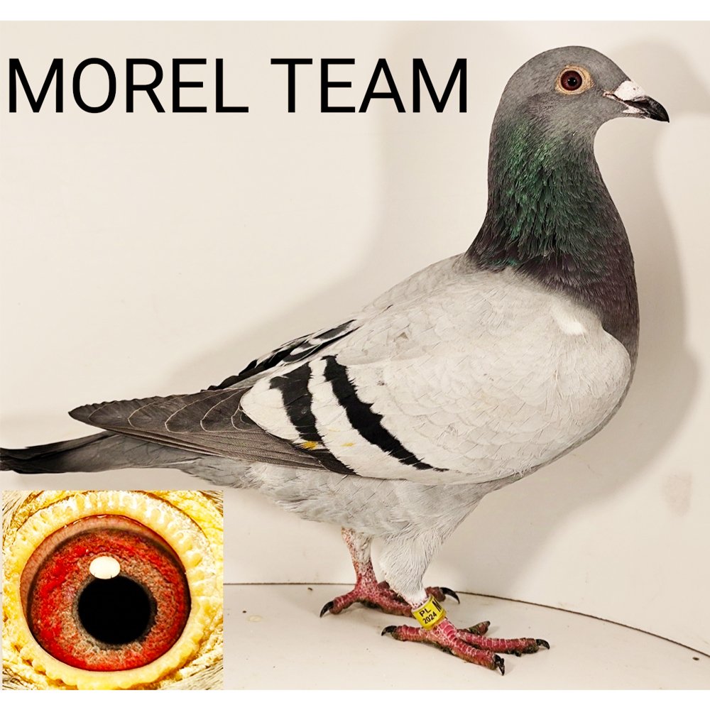 DARCZYŃCA: MOREL TEAM