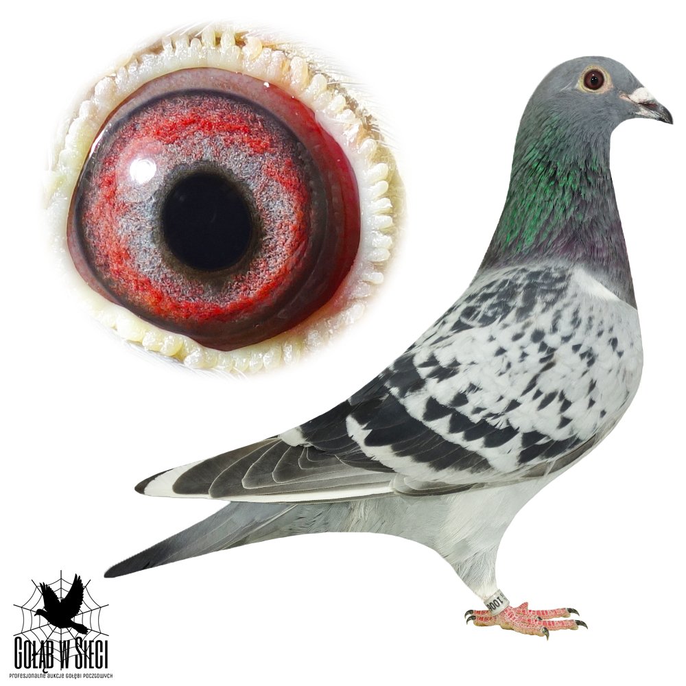 WNUCZKA 'GWIAZDA 954'