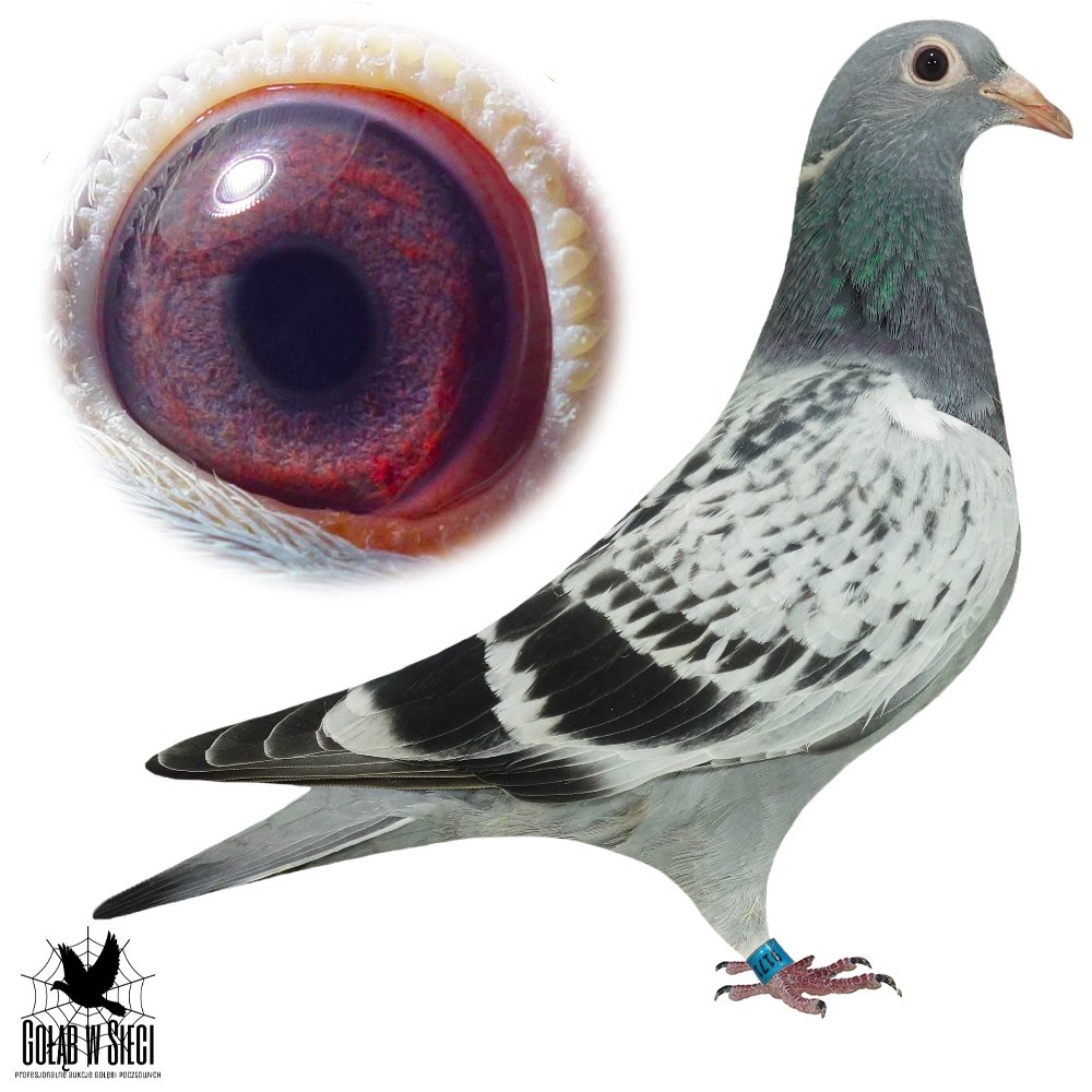 DZIECKO 'OLIMP 203'