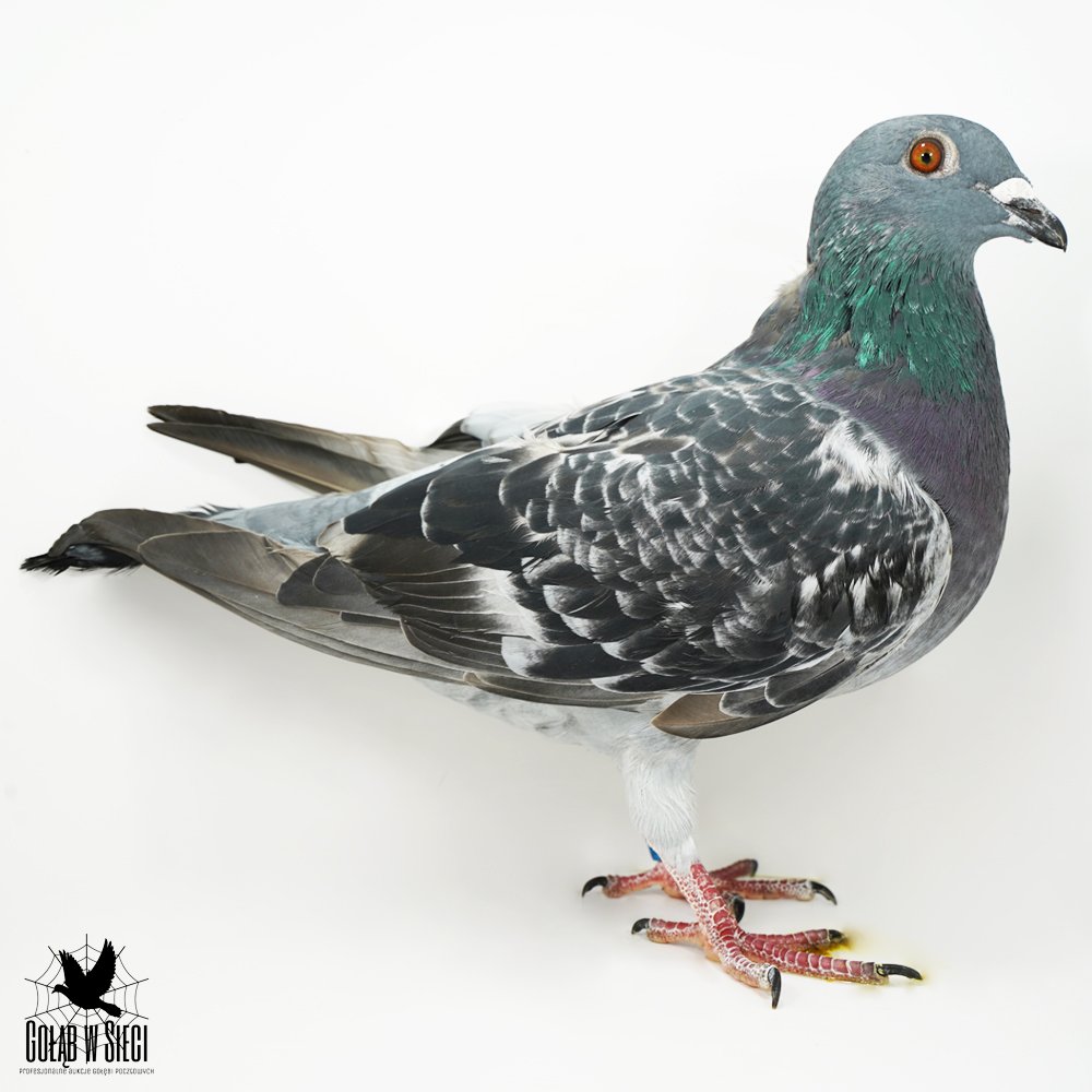 INBRED "HURRICAN 34" X SIOSTRA "8617" 13/14K