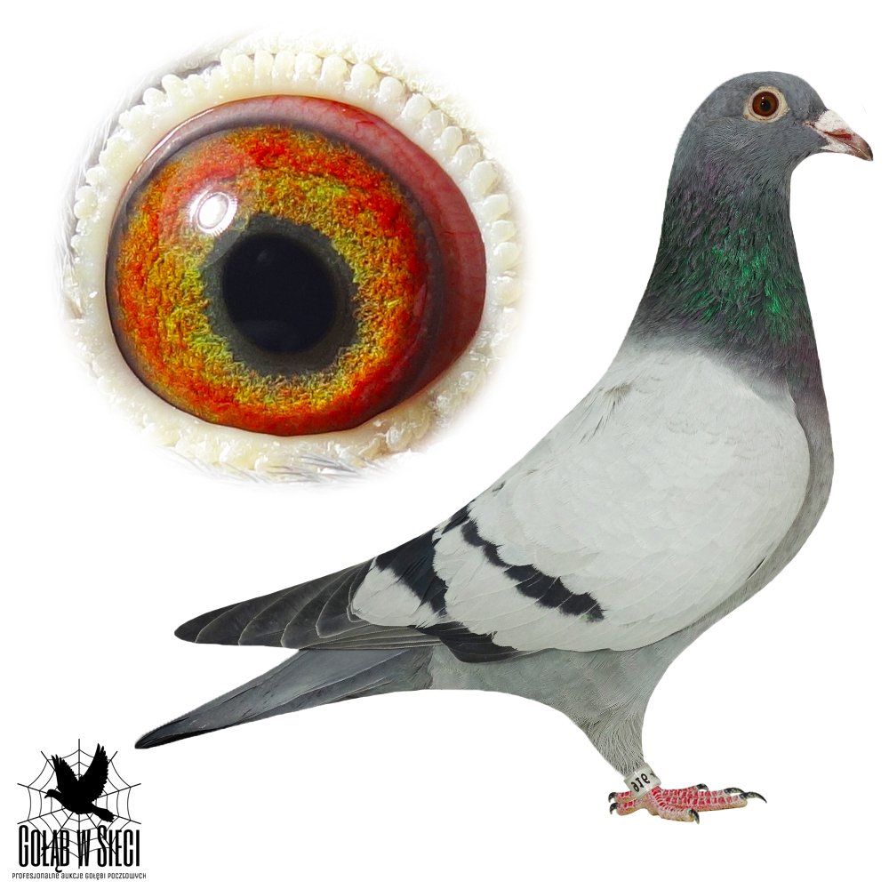 SŁAWOMIR  BORUŃ (2)