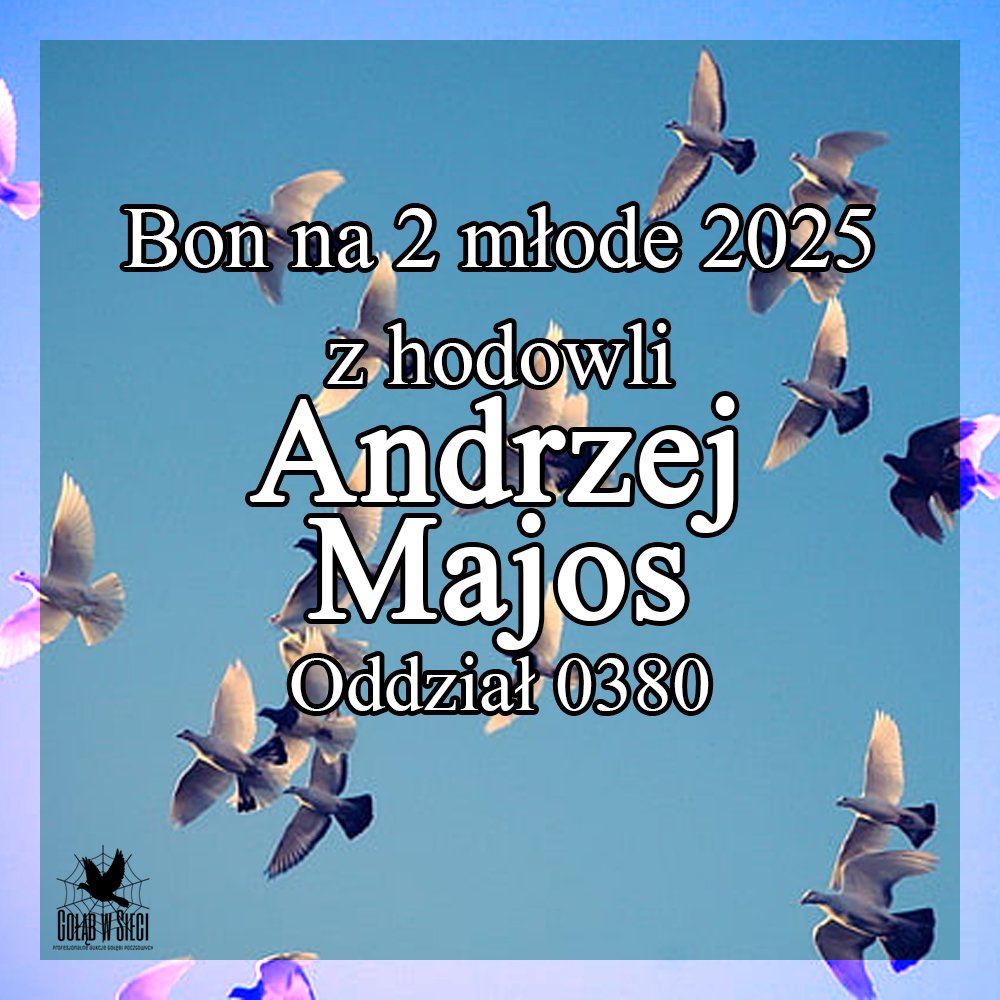 DARCZYŃCA BONU: ANDRZEJ MAJOS / PZHGP 0380 RADOSZYCE