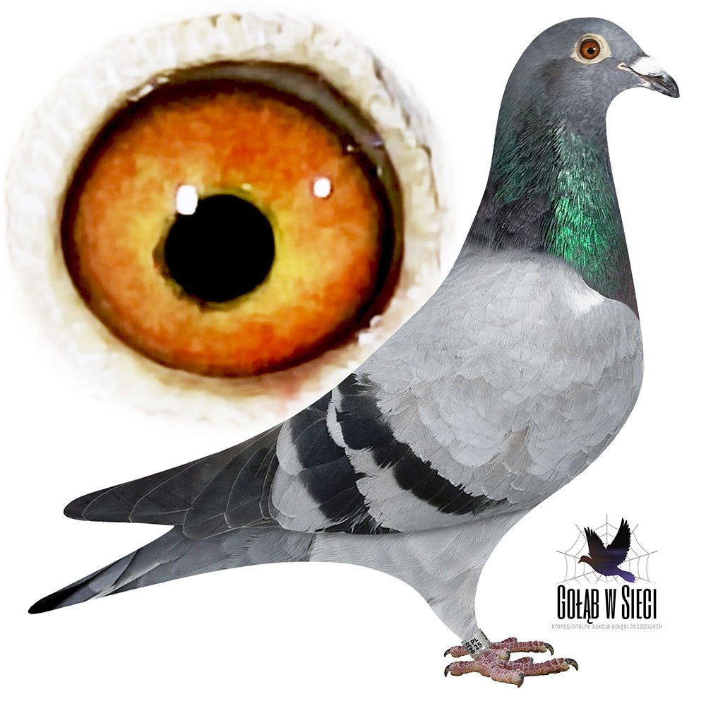 WNUCZKA 'OLIMP 1614'