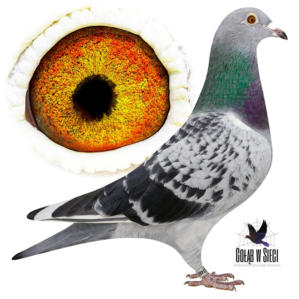 WNUCZKA 'VERKERK 579'