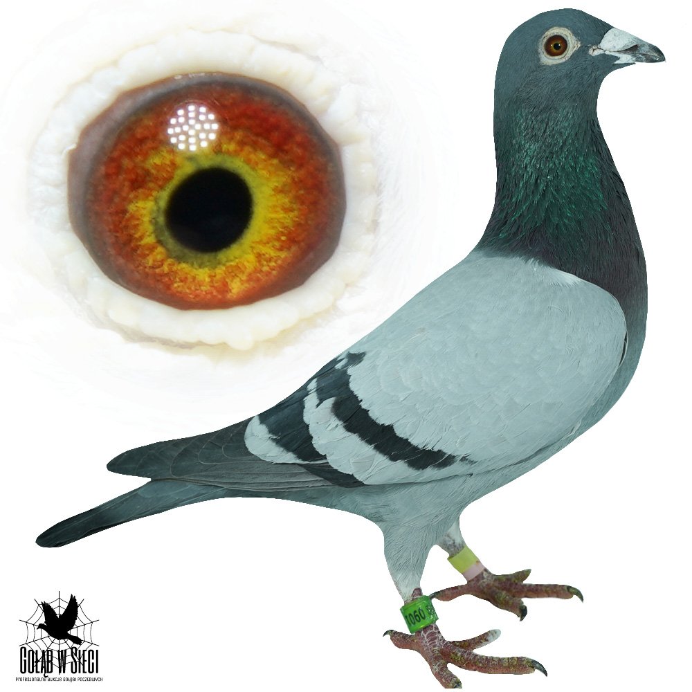 FABER - WNUK "KAMIL"