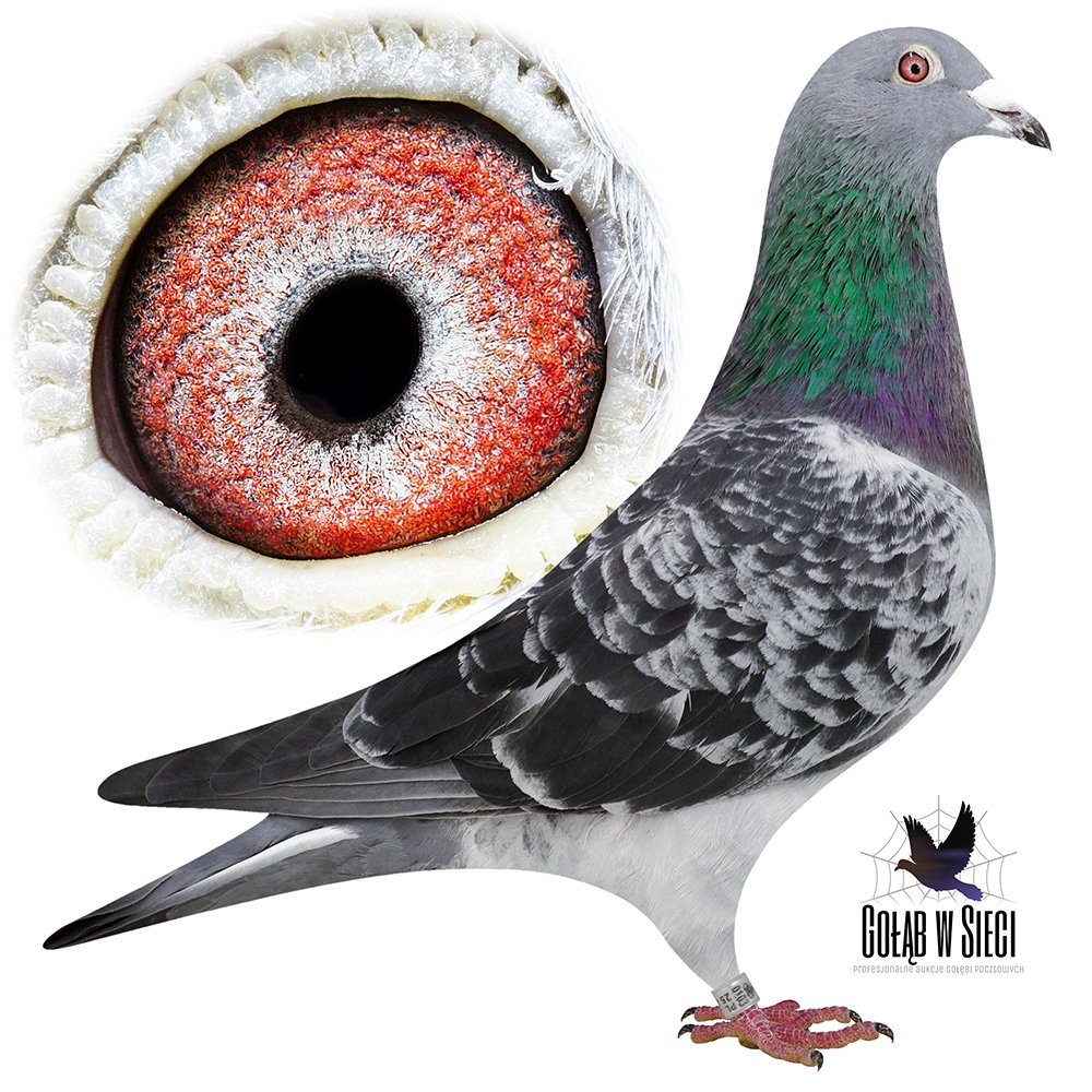 WNUCZKA 'PRINZ HARRY'