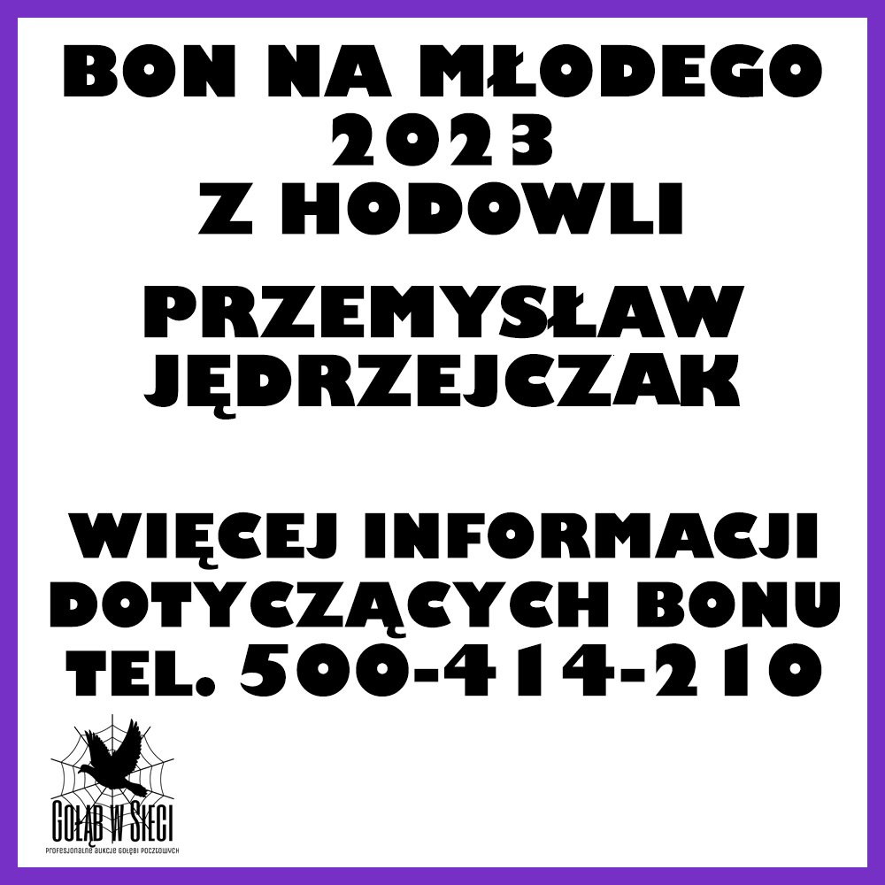 BON NA MŁODEGO GOŁĘBIA "4523" - PRZEMYSŁAW JĘDRZEJCZAK - 0367 ŚWIEBODZIN