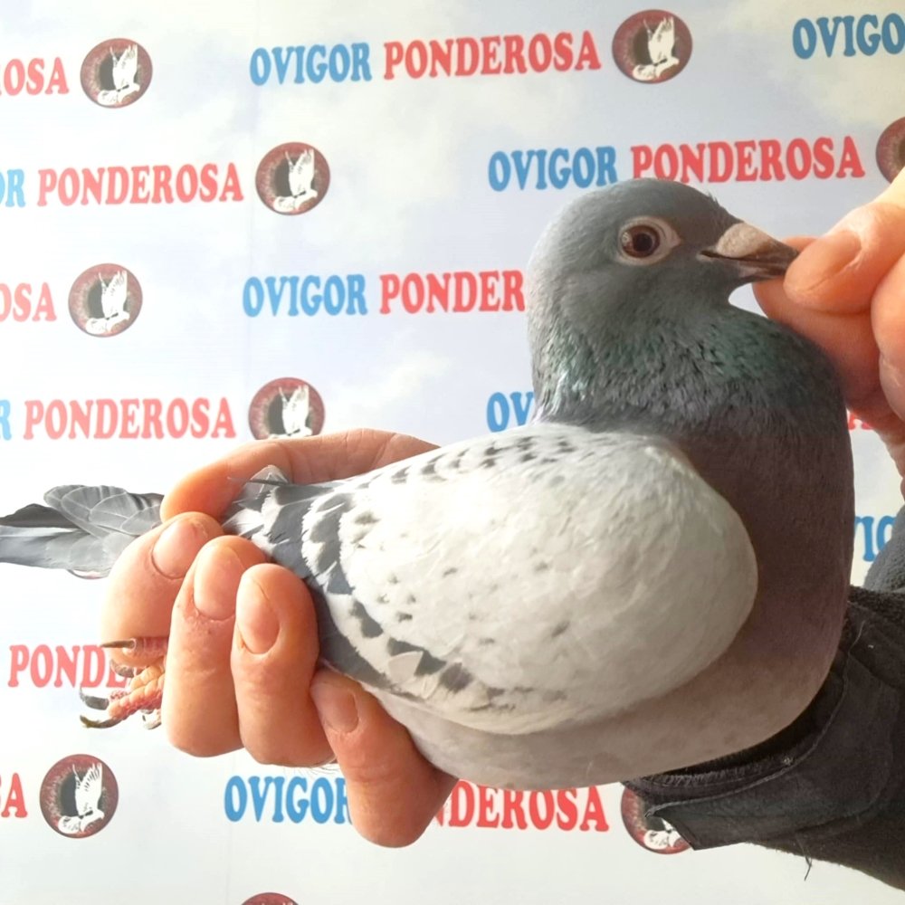 DARCZYŃCA GOŁĘBIA: OVIGOR PONDEROSA OPOLE