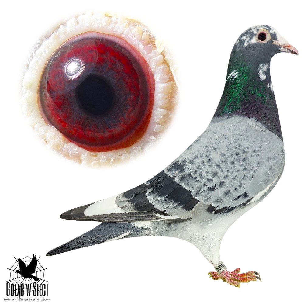 CÓRKA 954 X PORSCHE