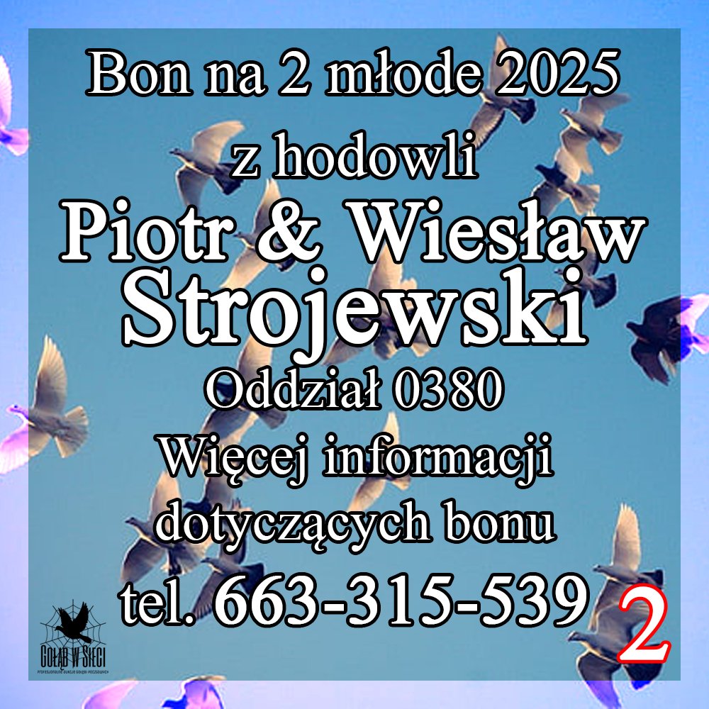 DARCZYŃCA BONU: PIOTR & WIESŁAW STROJEWSKI NR 2 (PZHGP 0380 RADOSZYCE)