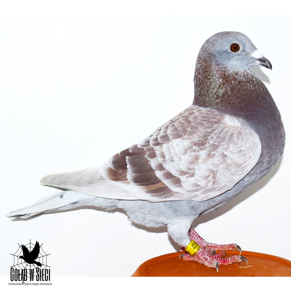 | 100% MOREL TEAM - SYN ROZPŁODOWCA "1705" - PRAWNUK "LA GRANGE" / "HOUBEN 262" / "LENDLI" / "SILVER GIRL" | SYN SAMICY ROZPŁODOWEJ "10902" - PRAWNUCZKA "LA GRANGE" / "HOUBEN 262" / "LENDLI" / "IVO 313" |