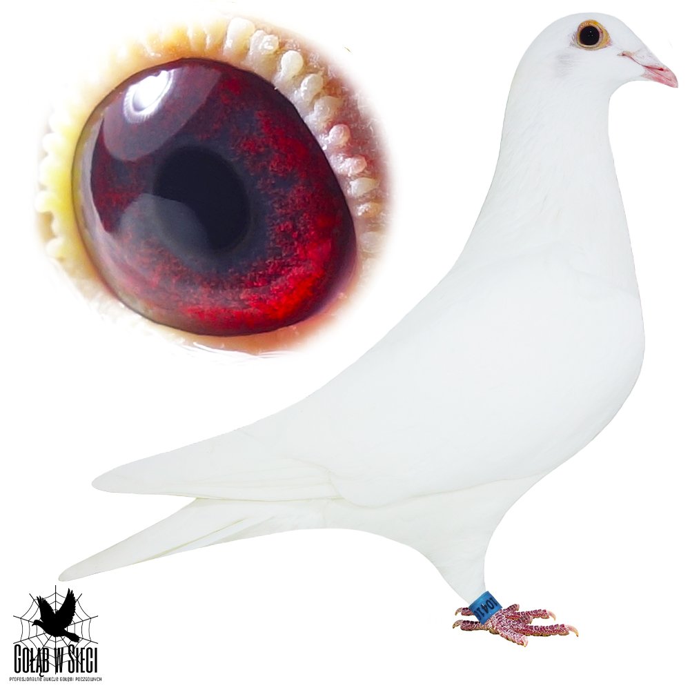 WHITE 416