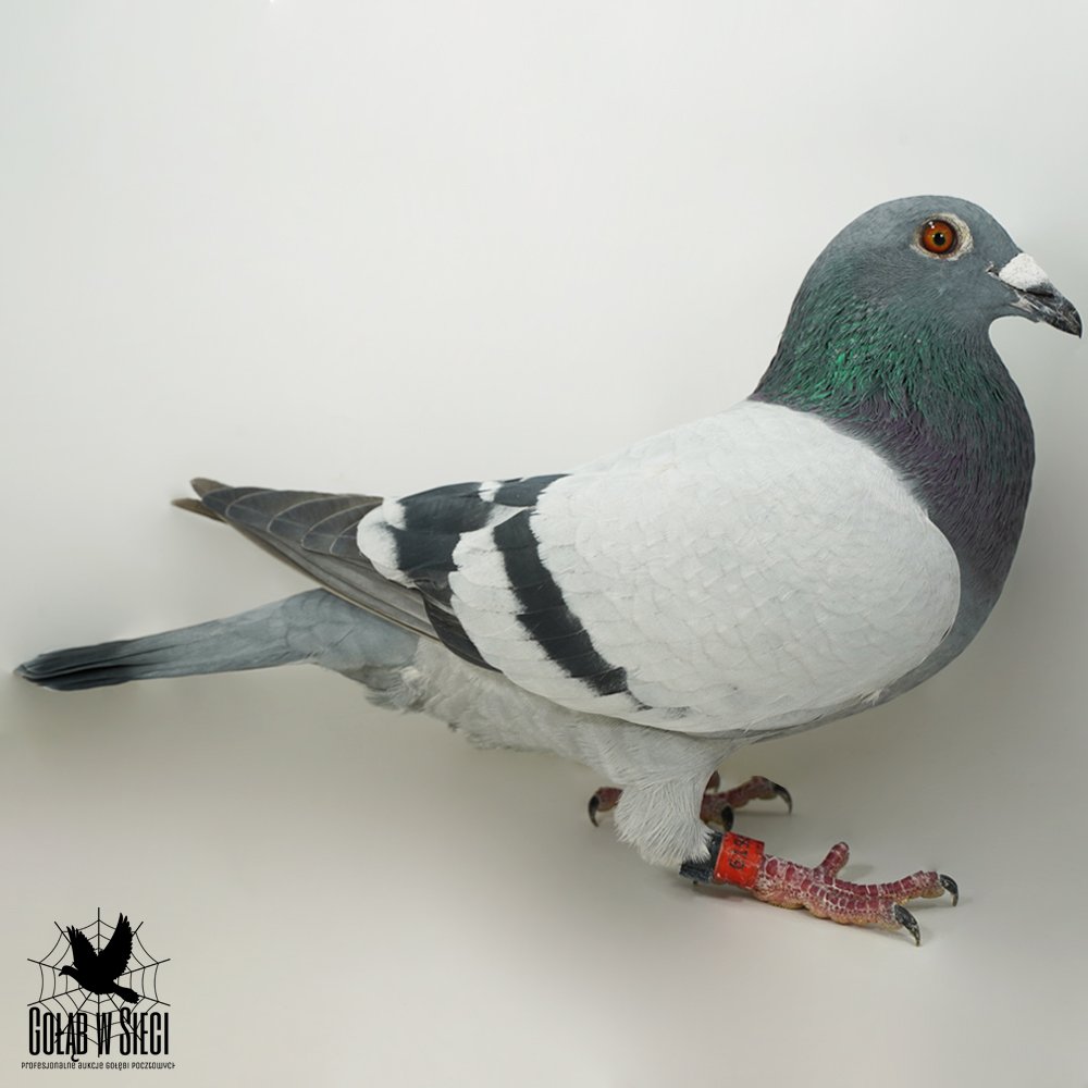 | MŁODY LOTOWANY SAMIEC - 4/5KONK. | M.IN.: 11, 102, 106, 184.. |