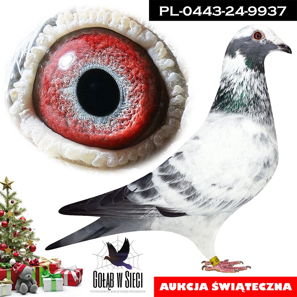 JAROSŁAW ŻUCHOWSKI - I V-CE MISTRZ POLSKI 2023R KAT. GMP | MŁODY LOTNIK "9937" - SYN DWÓCH WSPANIAŁYCH LOTNIKÓW KTÓRE PRZYCZYNIŁY SIĘ DO TYTUŁY I V-CE MISTRZA POLSKI 2023R W KAT. GMP | SYN WSPANIAŁEJ LOTNICZKI "784483" - 2 LOTNIK ODDZIAŁU 2022R / 4 LOTNIK ODDZIAŁU 2023R - ZDOBYŁA M.IN.: 1, 1, 1, 1, 4, 6, 9, 9, 14, 16, 23, 27.. (JEST ONA PÓŁSIOSTRĄ NAJLEPSZEGO ROZPŁODOWCA HODOWLI "396" !! | SYN SUPER LOTNIKA "10375" - 3 LOTNIK ODDZIAŁU W SEZONIE 2023 - ZDOBYŁ 10KONK. |