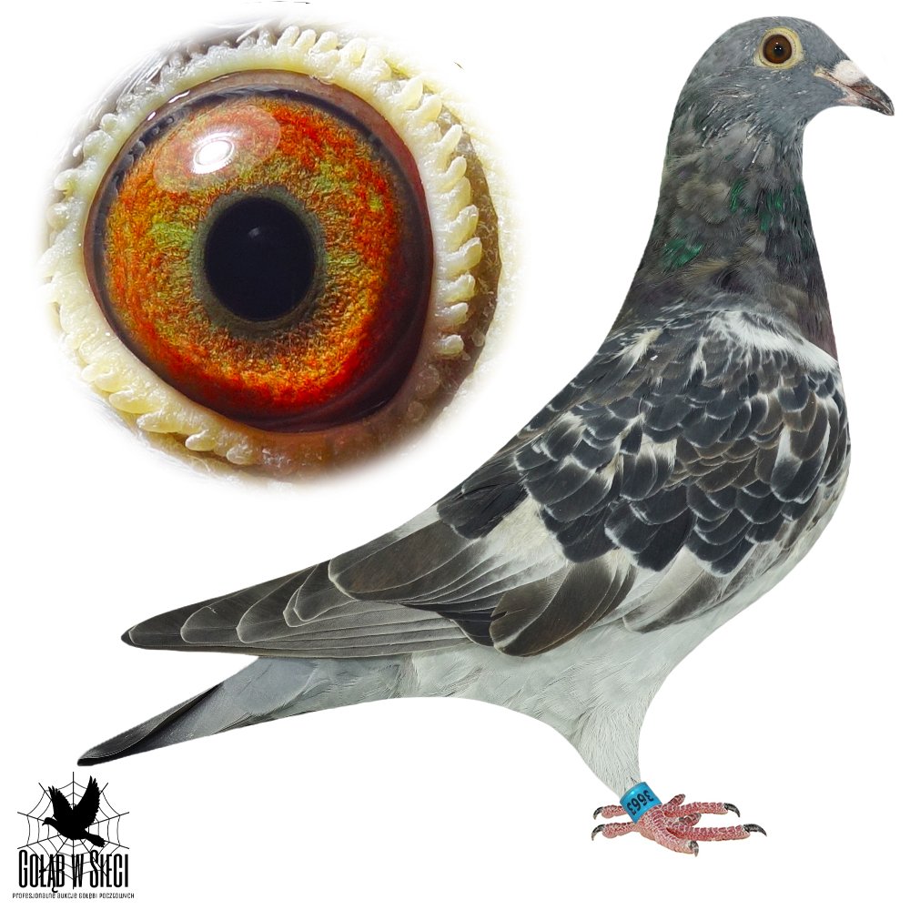 WNUCZKA '2929'