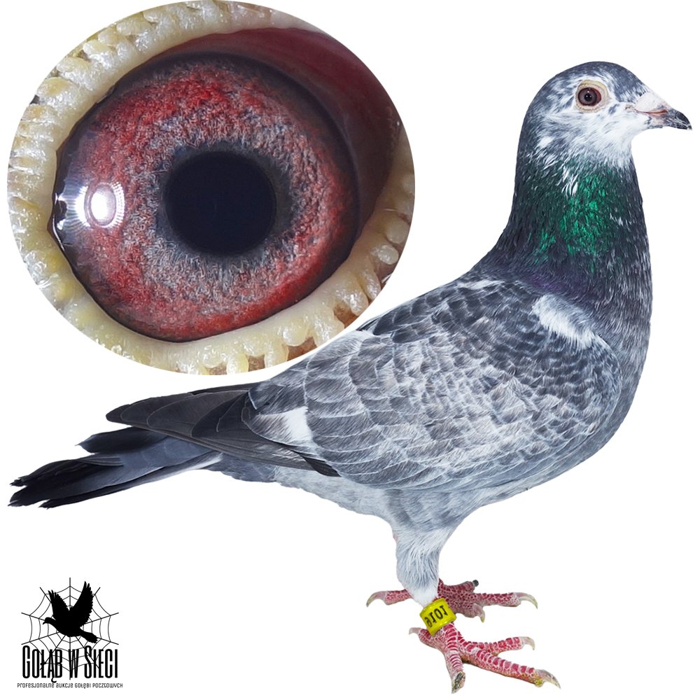 | SYN ROZPŁODOWCA "SZPAK 3127" ORG. RYSZARD PAWŁOWSKI - JEGO MATKA TO "2203" - PEŁNA SIOSTRA OLIMPIJKI "8111" - OLIMPIADA BUDAPESZT 2015R - BRĄZOWY MEDAL KAT. SPORT H | SYN SAMICY ROZPŁODOWEJ "6620" - JEST ONA PEŁNĄ SIOSTRĄ OJCA WSPANIAŁEJ LOTNICZKI "3337" - 35KONK/3LATA! 6AS POLSKI W KAT. WYCZYN ZA 2 LATA - 12502K/KM. - ZDOBYŁA M.IN.: 2, 3, 4, 6, 7, 14, 16, 16, 16.. |