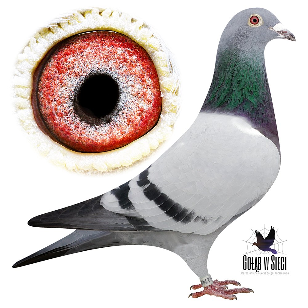 HURRICAN X S. DOHMEN