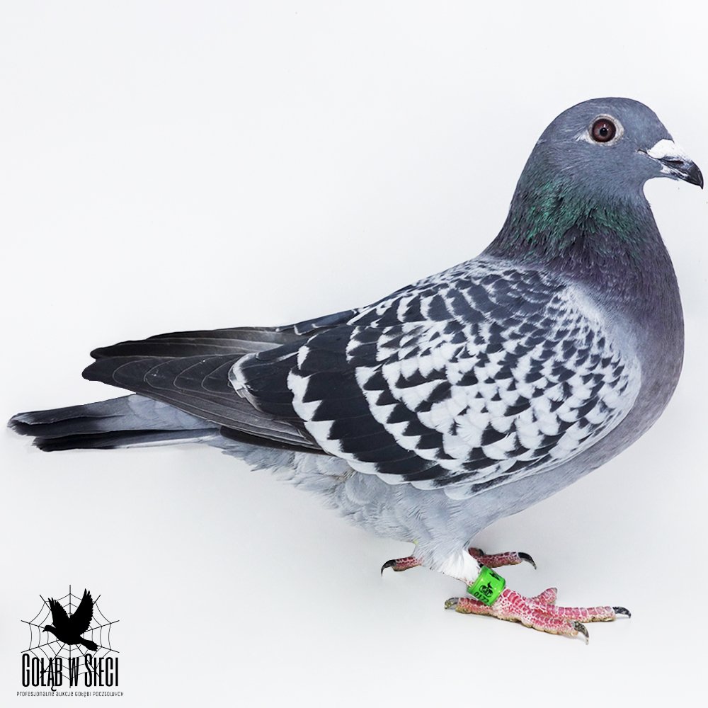 | SYN ROZPŁODOWCA "5166" - GOŁAB WYHODOWANY W POKREWIEŃSTWIE NA OLIMPIJKĘ "JEDYNKA" JAWORSCY - MICHALAK | SYN SAMICY ROZPŁODOWEJ "15380" - 50% ŁEPUCH I. K. D. - LINIA "VOS 94" / 50% SCHNEIDER SG. - LINIA "JOKER" / "RAMBO" |