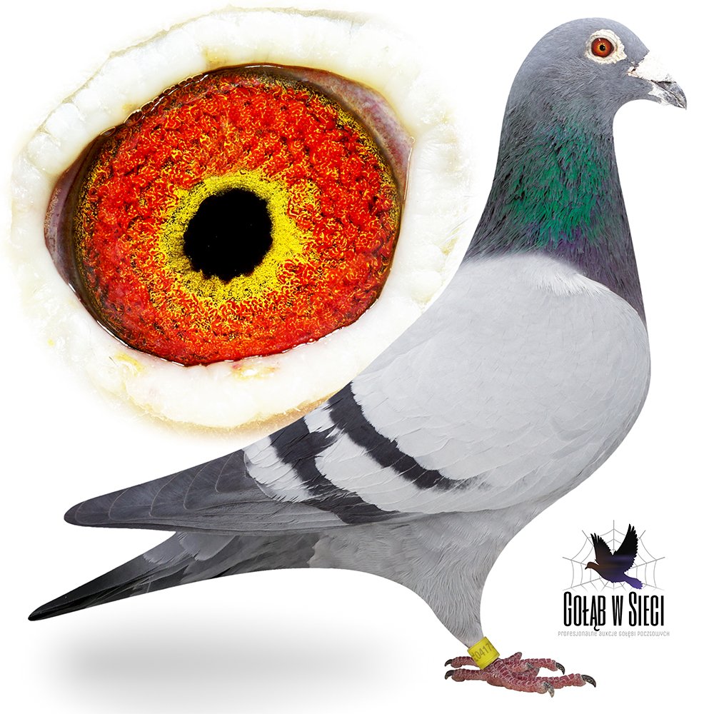 ORG. HODOWLA PALARSKICH