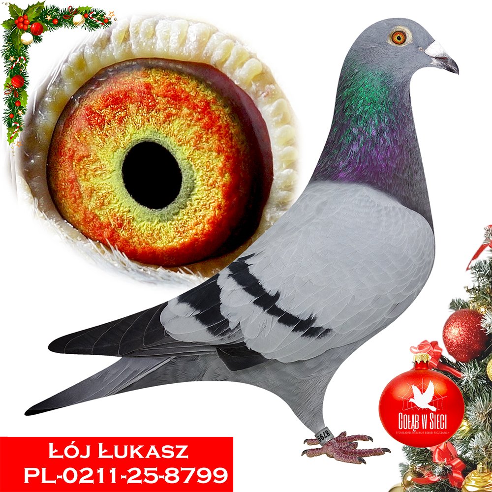 ŁUKASZ ŁÓJ (PARA)