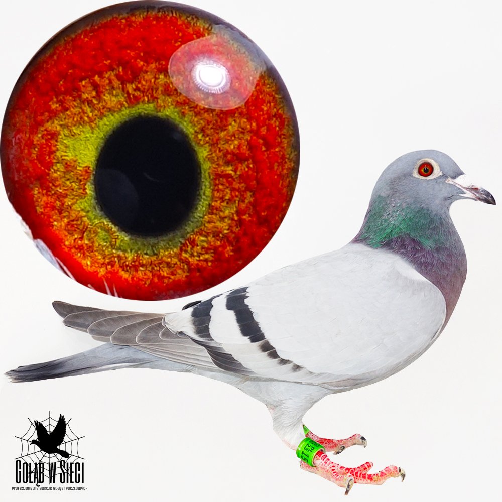 | CÓRKA BARDZO DOBREJ LOTNICZKI "483" | WNUCZKA SUPER LOTNIKA I ROZPŁODOWCA "4614" ORG. JAN SZYSZKA - WNUK OLIMPIJKI "337" - KAT. B - 13,218COEFF. / W 2018R ZDOBYŁ - 11KONK. / 2019R - 12KONK. | WNUCZKA ROZPŁODOWCA "381" REINHARD GRAB - PÓŁBRAT OLIMPIJKI "337" JANA SZYSZKI - SREBRNY MEDAL W KAT. B - 13,218COEFF. | WNUCZKA SUPER SAMICY ROZPŁODOWEJ "2184" - CÓRKA SUPER LOTNIKÓW - "11223" - JEST ON SYNEM "SZYBKI 259" ORG. JAN SZYSZKA ORAZ SAMICY "406" ORG. JOACHIM GRZESIK - ZDOBYŁA 65KONK!|