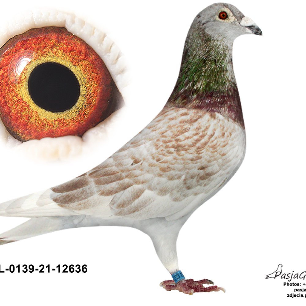 ADRIAN OSZCZEPALSKI - 086 BOLKÓW