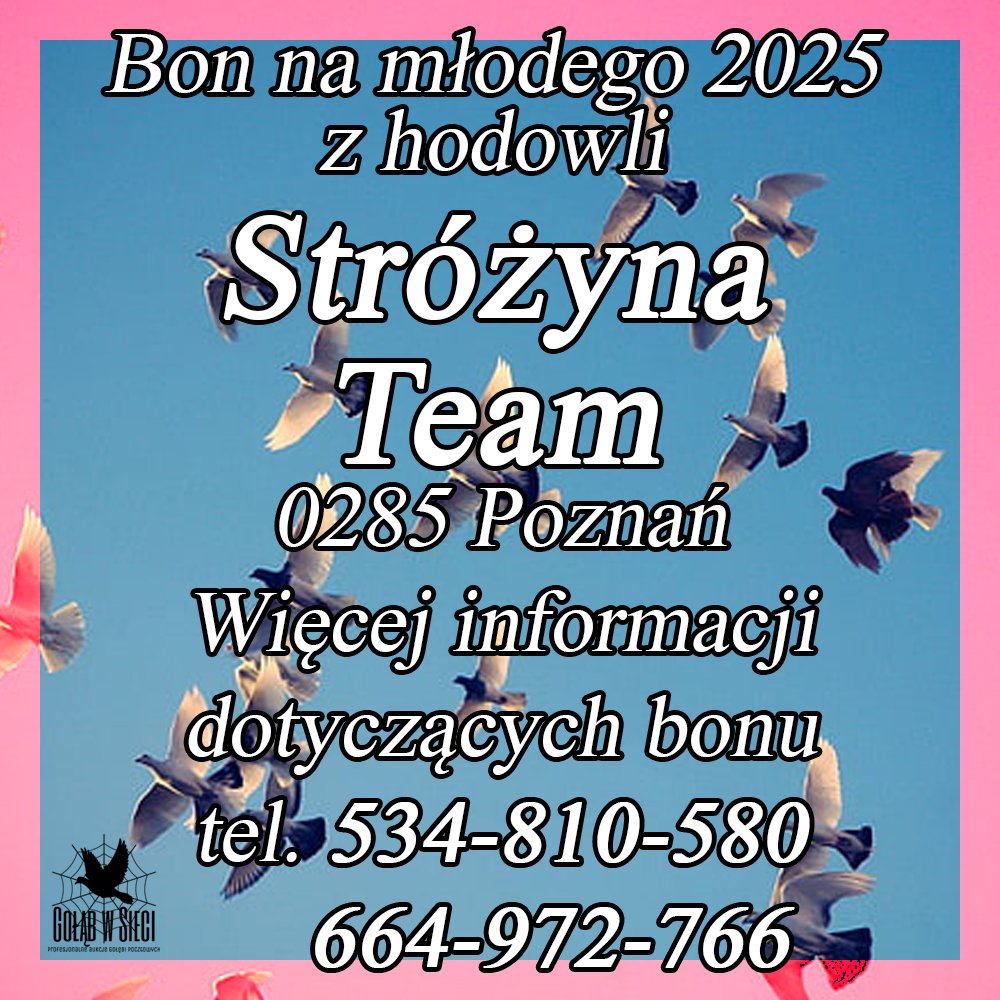 DARCZYŃCA BONU: STRÓŻYNA TEAM / PZHGP 0285 POZNAŃ