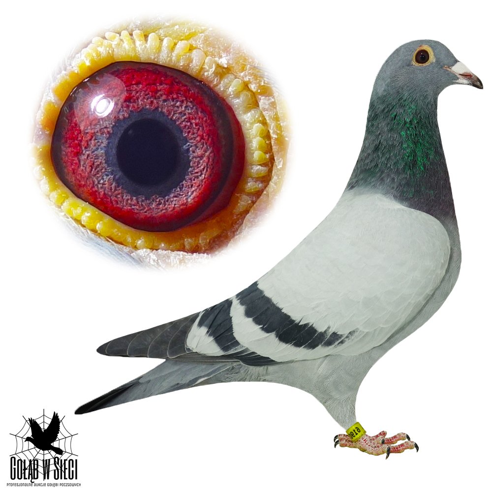 RAFAŁ & IGOR LISOWSKI (2)