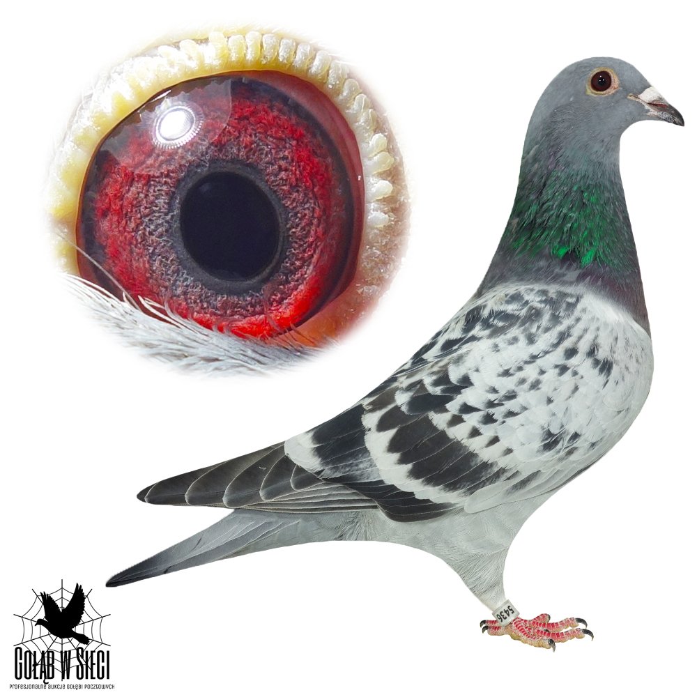 DZIECKO 4 ASA OKRĘGU